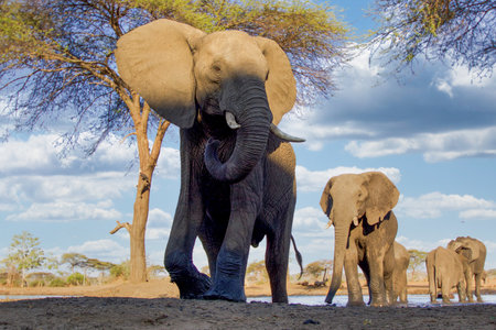 Elephants in Chobe National Park, Botswana, Africaの写真素材