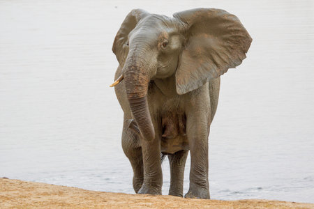 Elephant in the Chobe National Park, Botswana, Africaの写真素材