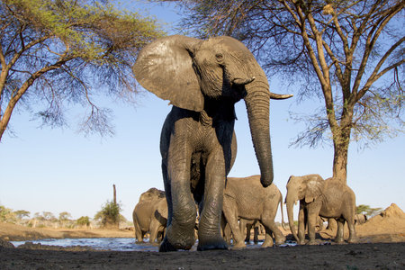 Elephants at Chobe National Park, Botswana, Africaの写真素材