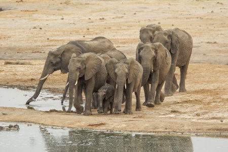 Elephants in Chobe National Park, Botswana, Africaの写真素材