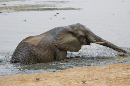 Elephant in Chobe National Park, Botswana, Africa.の写真素材