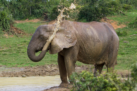Elephant drinking water at Chobe National Park, Botswana, Africaの写真素材