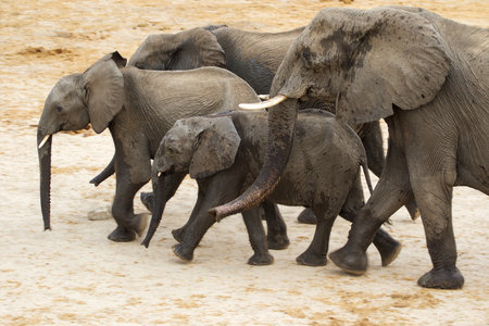 Elephants in Chobe National Park, Botswana, Africaの写真素材