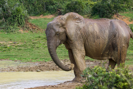 Elephant in Chobe National Park, Botswana, Africa.の写真素材