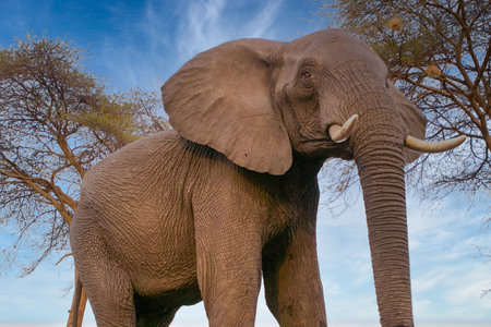 African elephant (Loxodonta africana) in Kruger National Park, South Africaの写真素材