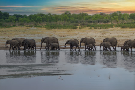 Elephants in Chobe National Park, Botswana, Africaの写真素材