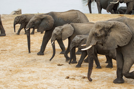 Elephants in Chobe National Park, Botswana, Africaの写真素材