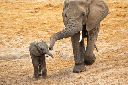 African elephant (Loxodonta africana) and babyの写真素材