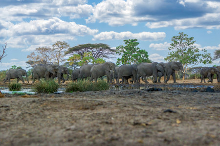 Elephants in Chobe National Park, Botswana, Africaの写真素材