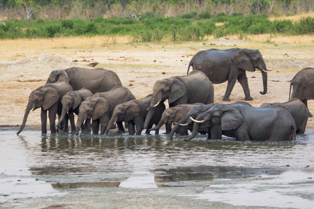 Elephants at a waterhole in Chobe National Park, Botswana, Africaの写真素材