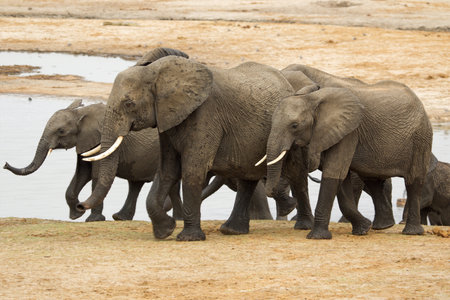 Elephants in Chobe National Park, Botswana, Africaの写真素材