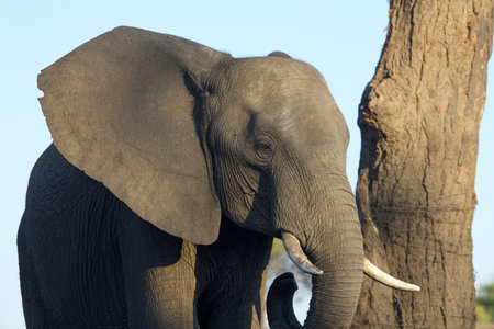 Elephant in the Chobe National Park, Botswana, Africaの写真素材