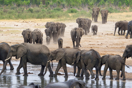 Elephants in Chobe National Park, Botswana, Africaの写真素材