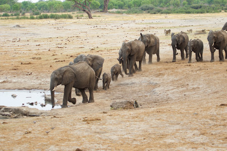 Elephants in Chobe National Park, Botswana, Africaの写真素材