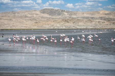 Flamingos at Laguna Colorada, Salt Lake, Boliviaの写真素材