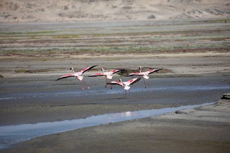 flamingos in luderitz diaz point, namibiaの写真素材
