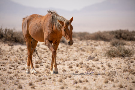 Wild Horse in the High Desert in Namib Naukluft National Park, Namibiaの写真素材