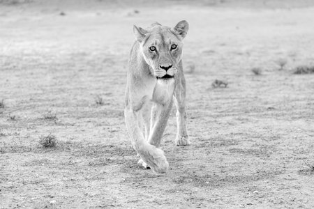 Lioness in the Serengeti National Park, Tanzaniaの写真素材