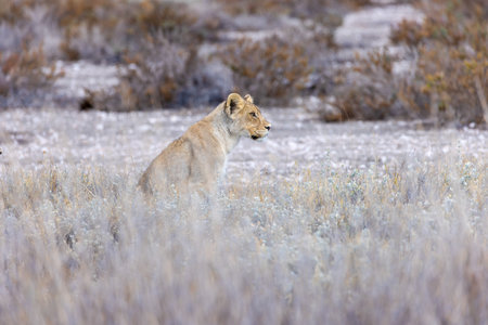 Lioness in the Okavango Delta - Moremi National Park in Botswanaの写真素材