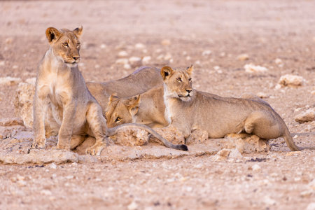 Lioness with cubs in Etosha National Park, Namibiaの写真素材