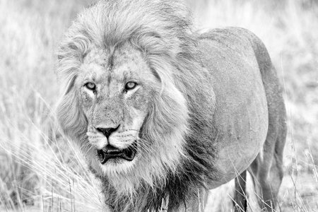 Portrait of a lion in the Moremi Game Reserve (Okavango River Delta), National Park, Botswana