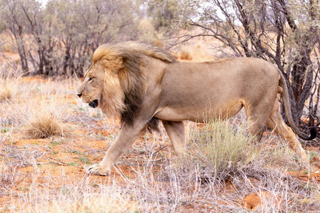 Lion in the Okavango Delta - Moremi National Park in Botswanaの写真素材
