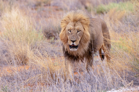 Big male lion in the Etosha National Park, Namibiaの写真素材