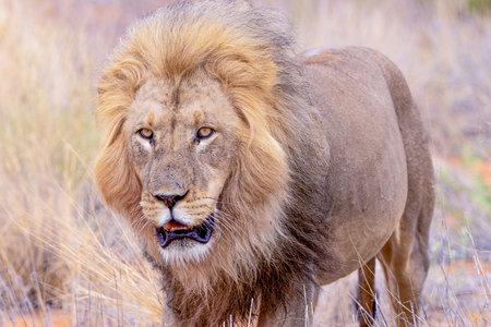 Lion in the Okavango Delta - Moremi National Park in Botswanaの写真素材