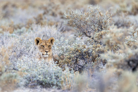 Lioness in the Etosha National Park, Namibiaの写真素材