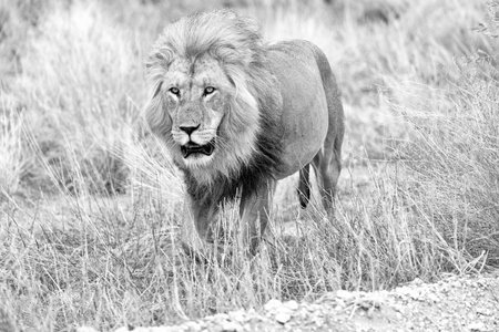 Lion in the Etosha National Park, Namibia.の写真素材