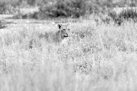 Lion in the Okavango Delta - Moremi National Park in Botswanaの写真素材