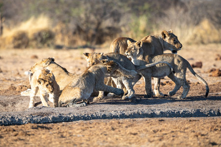 Lion at Etosha National Park, Namibiaの写真素材
