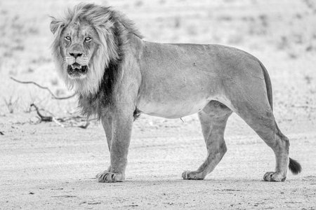 Lion walking in the Etosha National Park in Namibiaの写真素材