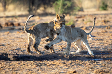 Lion at Etosha National Park, Namibiaの写真素材