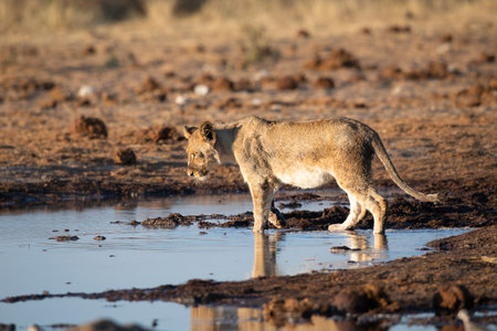 Lion at Etosha National Park, Namibiaの写真素材