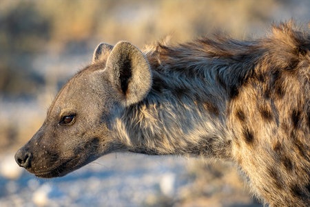 Hyena at Etosha National Park, Namibiaの写真素材