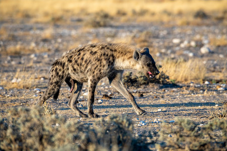 Hyena at Etosha National Park, Namibiaの写真素材
