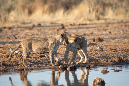Lion at Etosha National Park, Namibiaの写真素材