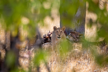 Lioness and cubs in the Kruger National Park, South Africa.