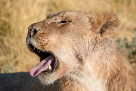 Lion at Etosha National Parkの写真素材