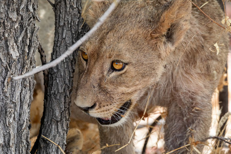 Lion cub in Kruger National Park, South Africa; Specie Panthera leo family of Felidaeの写真素材