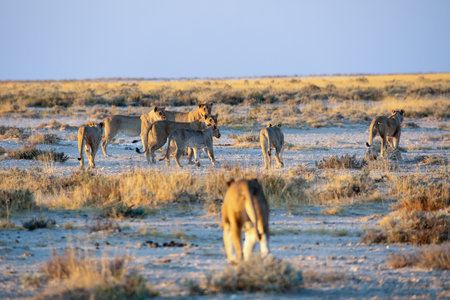 Lion at Etosha National Park, Namibiaの写真素材