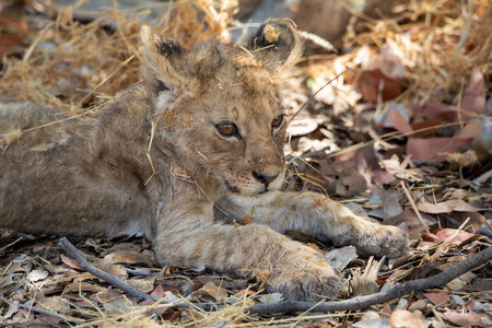 Lion cub in the Okavango Delta - Moremi National Park in Botswanaの写真素材