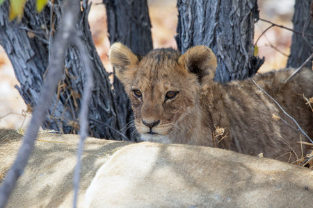 Lion cub in the Kruger National Park, South Africa.