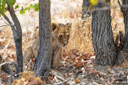 Lion cub in the Okavango Delta - Moremi National Park in Botswana