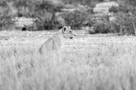 Lioness in the Okavango Delta - Moremi National Park in Botswanaの写真素材