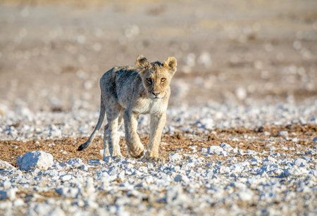 Lion cub at Etosha national Parkの写真素材