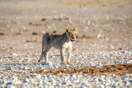 Lion cub at Etosha national Parkの写真素材