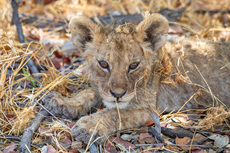 Lion cub lies on the ground in the Kruger National Park, South Africa.の写真素材
