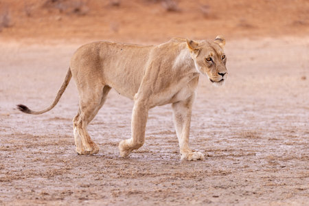 Lioness in the Etosha National Park in Namibiaの写真素材